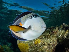Red seadfish, Marsa Alam, Egypt by René Weterings