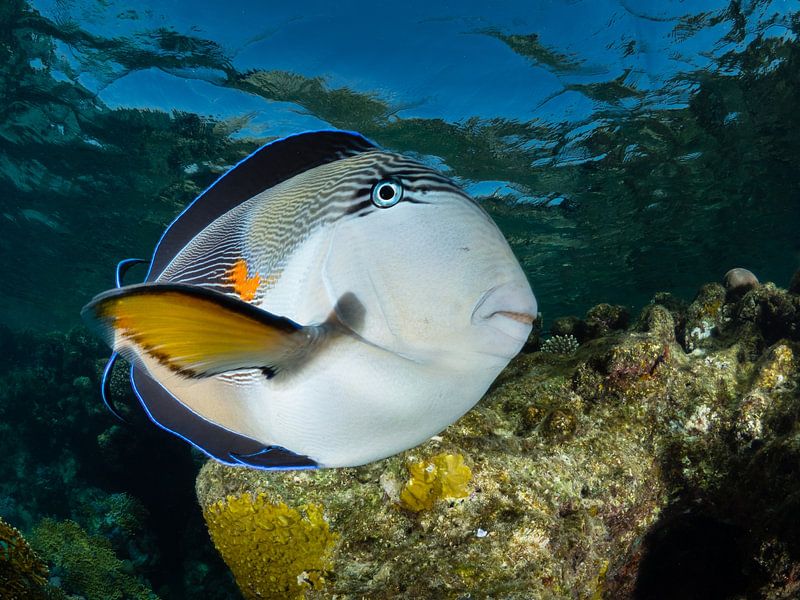 Rodezeedoktersvis, Marsa Alam, Egypte van René Weterings