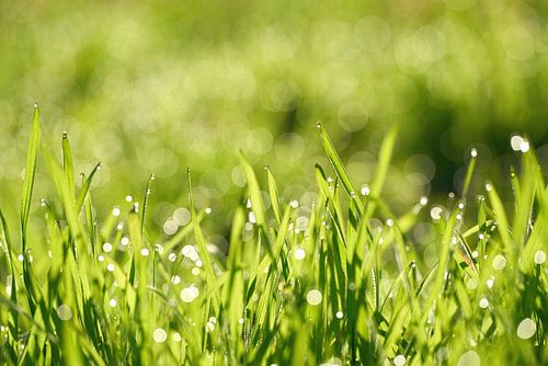 Herbe avec gouttes de rosée sur une prairie
