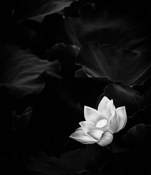 white Lotus Flower Illustration by Jacky