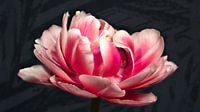 Tulpe