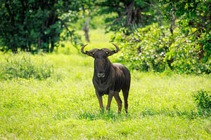 Blue Wildebeest
