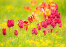 Meadow with tulips by ManfredFotos