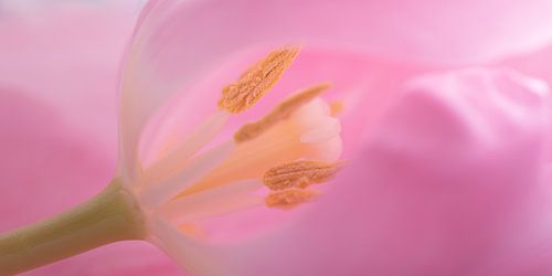 Panorama van een tulp in pastelkleuren
