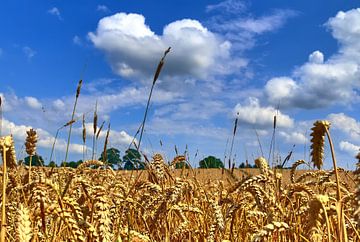 Close-up van een tarweveld in de zomer met witte wolken aan de blauwe hemel van MPfoto71