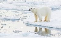 Ein einsamer kleiner Eisbär