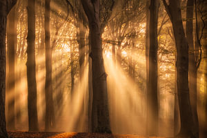Sonnenharfen leuchten an einem schönen Morgen durch die Bäume