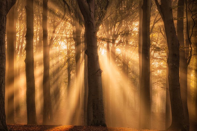 Zonneharpen schijnen door de bomen op een mooie ochtend van Bas Meelker