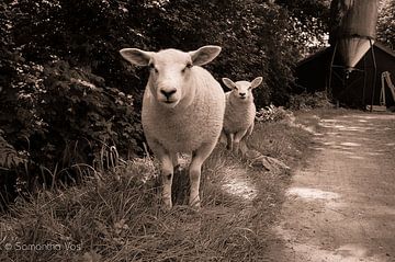 sheep sur samantha vos