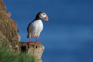 Papageientaucher von Menno Schaefer