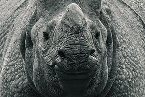 Close-up portret van een Indische Neushoorn