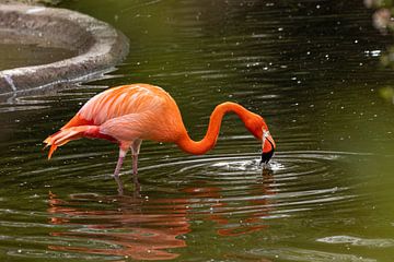 Flamingo van Sophie Luther