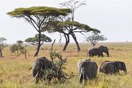 Groep Afrikaanse olifanten op de grasvlakte van Serengeti National Park, Tanzania van Rini Kools thumbnail