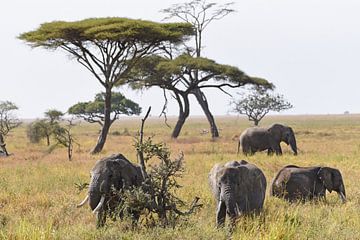 Afrikanische Tierwelt: Gruppe afrikanischer Elefanten auf den Grasebenen des Serengeti-Nationalparks von RKoolspics