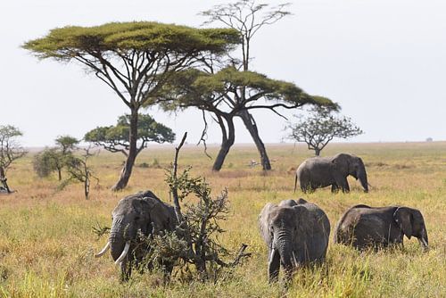 Faune africaine : Groupe d'éléphants d'Afrique dans les plaines herbeuses du parc national du Sereng