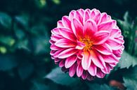 Rosa Blume im dunklen Garten von Patrycja Polechonska Miniaturansicht