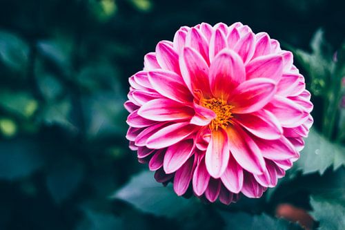 Roze Bloem in Donkere Tuin