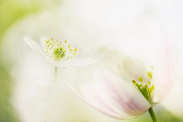 Double exposure of the wood anemone - 2 by Danny Budts