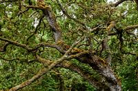 Dans de nombreuses îles des Açores, on trouve encore la forêt de lauriers d'origine.