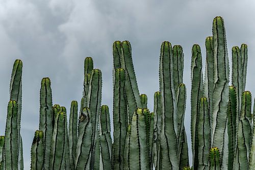 Ornate cacti with yellow hats