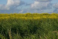 Blauw, geel en groen (3). von Bas Smit Miniaturansicht