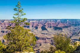 GRAND CANYON Idyllic Yaki Point View by Melanie Viola