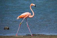 Flamingo on the move, Bonaire Caribbean
