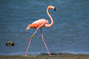 Flamingo aan de wandel, Bonaire Caribisch Nederland van Pieter JF Smit