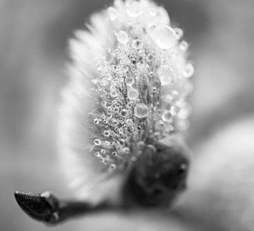 Pussy WIllow Flower With Droplets B&W