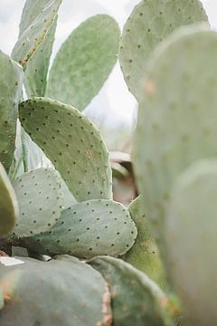 Cactus close-up met veel textuur van Milou Emmerik
