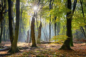 Magischer Novemberwald