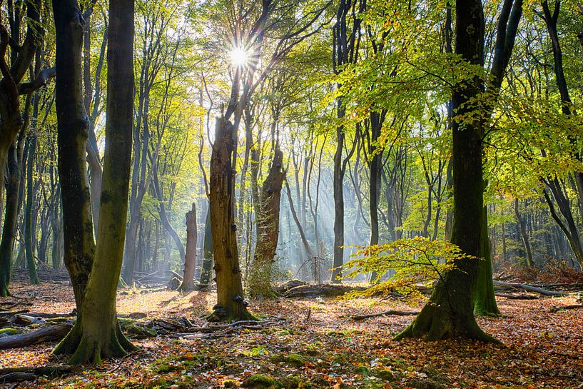 Magisch november bos van Cor de Hamer