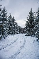 Road into nowhere