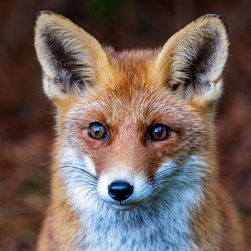 Portrait of a curious fox.
