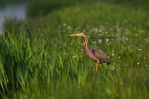 Purple heron in polder landscape