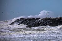 Storm haven Scheveningen