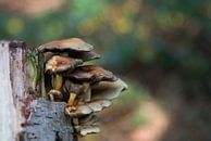 fungus  von ChrisWillemsen Miniaturansicht