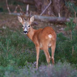 Reebok von Marcel Jagt