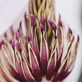 Magnolia in purple by Julia Strube - graphics