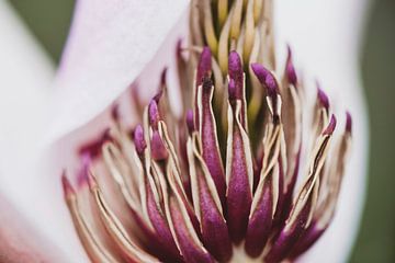 Magnolia en rosé