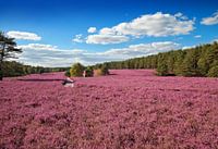 Heide