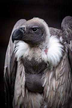Portrait d'un vautour sur Roland Brack