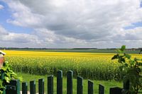 Rape field