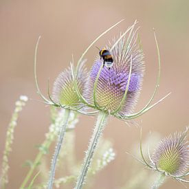 Flight of the Bumblebee by Waidwinkel Photodesign