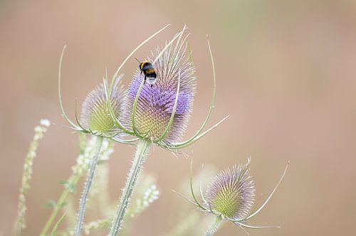 Flight of the Bumblebee