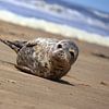 Zeehond op het strand van Bobsphotography