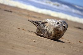 Seal on the beach by Bobsphotography