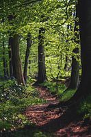 Wandelroute in het bos