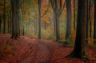 Autumn walk van Wim van D thumbnail