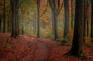 Autumn walk van Wim van D